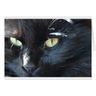 注目している猫