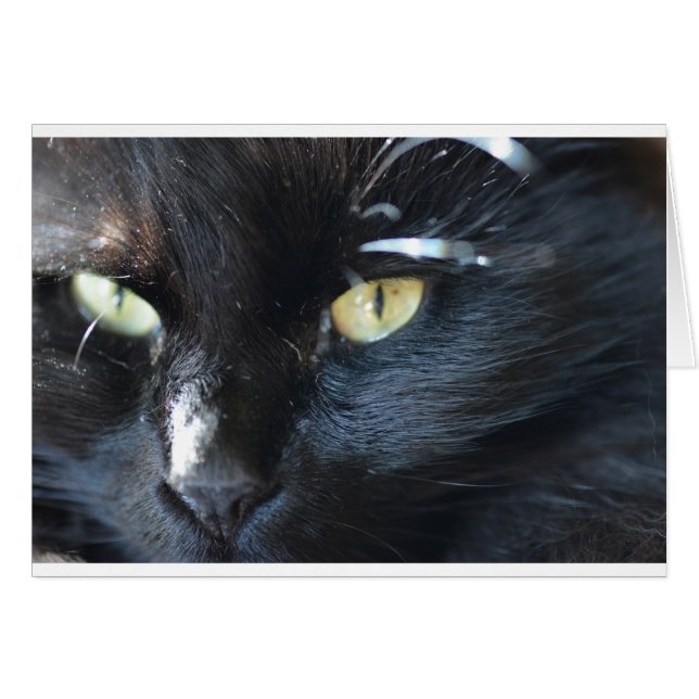 注目している猫 (正面横)