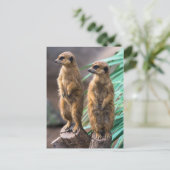 注目に値する2つの可愛いメルカット ポストカード (スタンド正面)