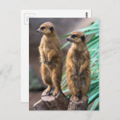 注目に値する2つの可愛いメルカット ポストカード (正面/裏面)