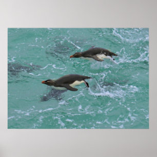 泳いでいるわなのペンギン ポスター