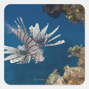 泳いでいるミノカサゴ(Pteroisのvolitans) スクエアシール