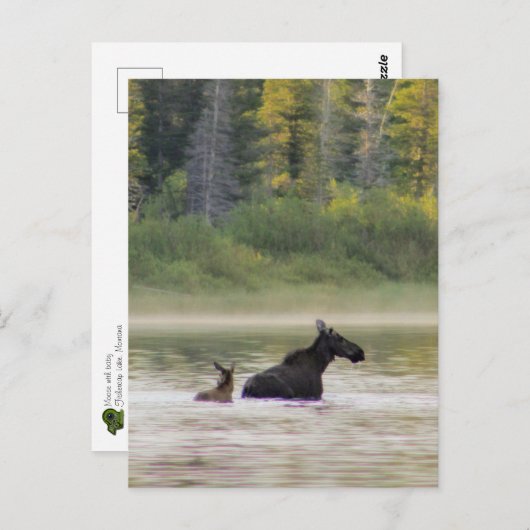 泳ぐためにムースをする ポストカード (正面/裏面)
