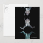 泳ぐカエル ポストカード (正面/裏面)