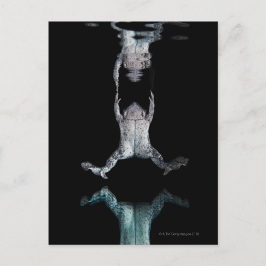 泳ぐカエル ポストカード (正面)