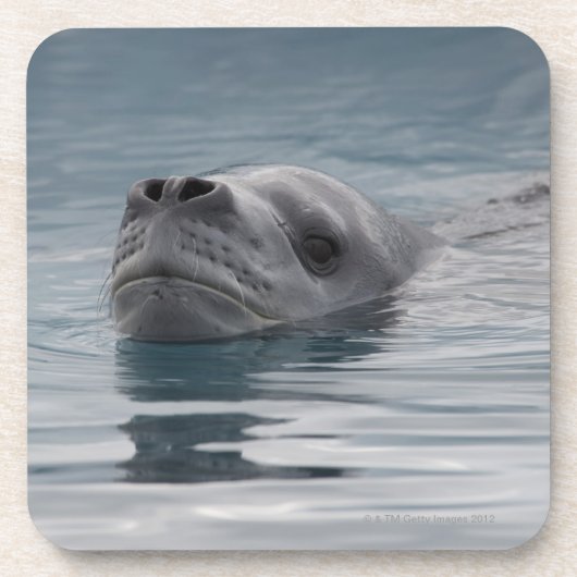 泳ぐシールのヒョウ コースター (正面)