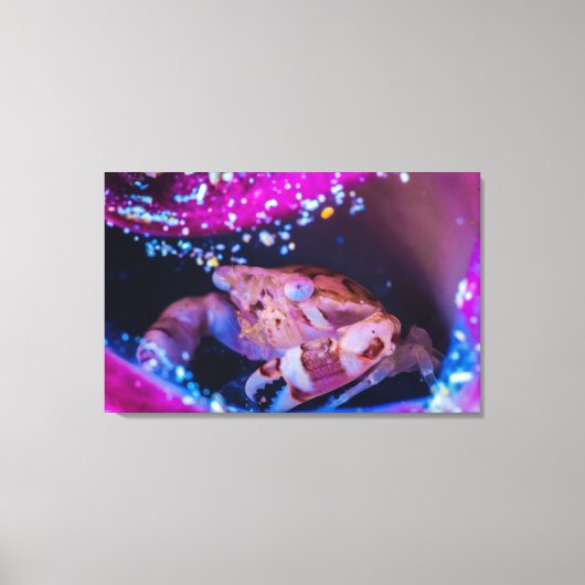 泳ぐ人カニ（リスソカルシヌラエビミアーズ， 1886） キャンバスプリント (正面)