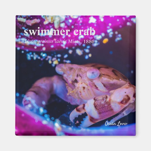 泳ぐ人カニ（リスソカルシヌラエビミアーズ， 1886） マグネット (正面)