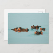 泳ぐ海馬 ポストカード (正面/裏面)