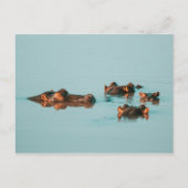 泳ぐ海馬 ポストカード (正面)
