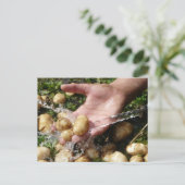 洗い流される生のガーデンポテト ポストカード (スタンド正面)