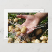 洗い流される生のガーデンポテト ポストカード (正面/裏面)