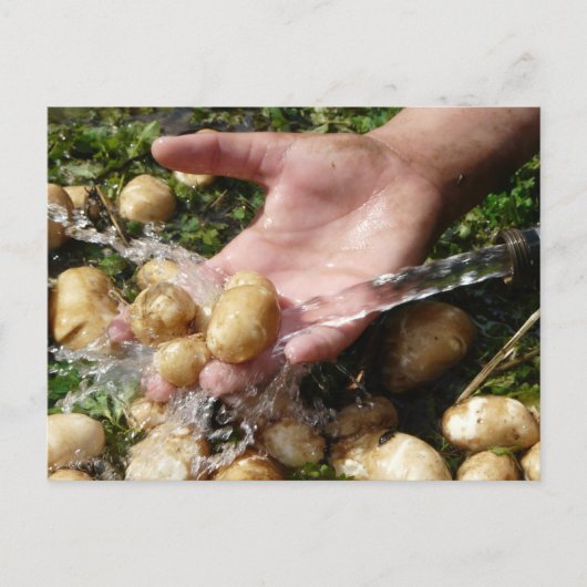 洗い流される生のガーデンポテト ポストカード (正面)