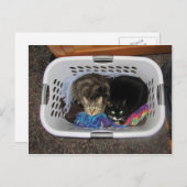 洗濯かご猫ちゃん ポストカード (正面/裏面)