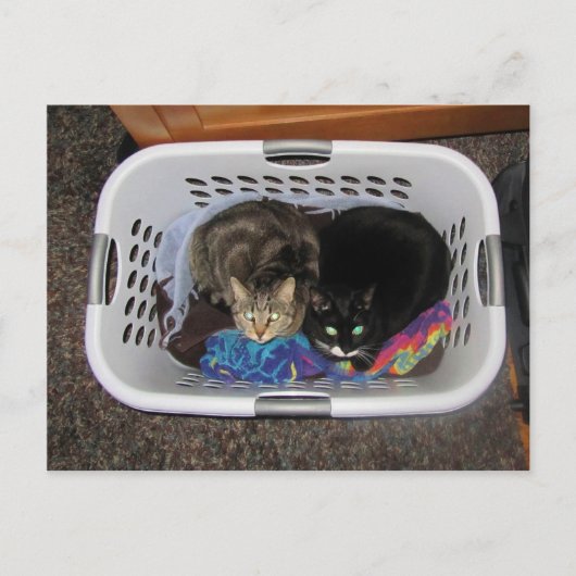 洗濯かご猫ちゃん ポストカード (正面)