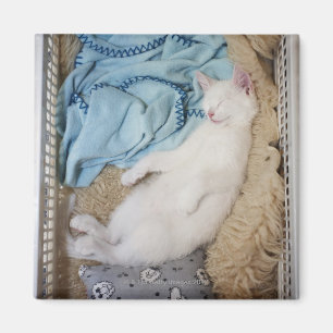 洗濯物入れで眠っている白い猫 マグネット