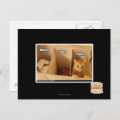 洗濯猫 ポストカード (正面/裏面)