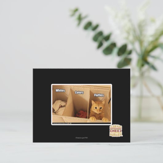 洗濯猫 ポストカード (スタンド正面)