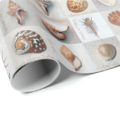 洗練された貝 ラッピングペーパー (ロールコーナー)