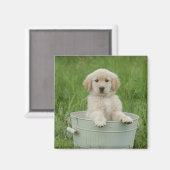 洗面器のゴールデンレトリバー マグネット (正面/裏面)