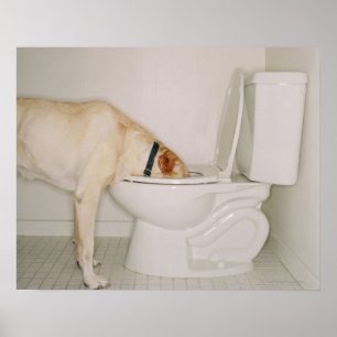 洗面所から飲んでいる犬 ポスター