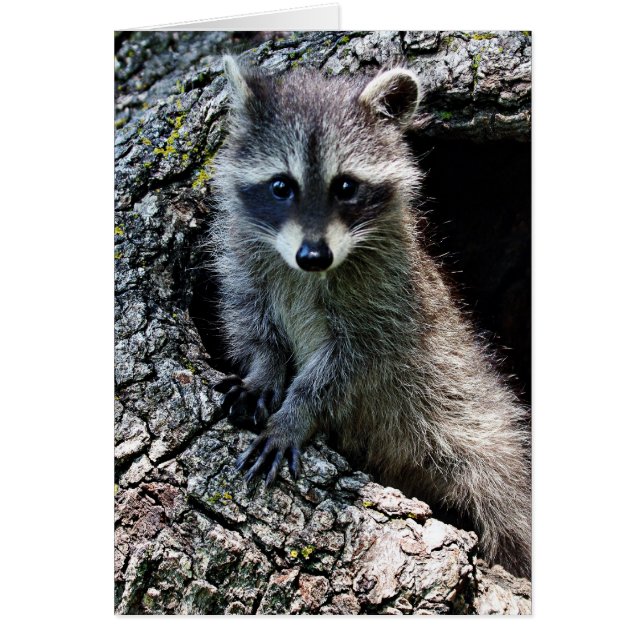 洞穴のアライグマ (正面)