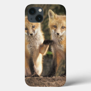 洞穴のVulpesのvulpesの前のアカギツネの子犬) iPhone 13ケース
