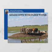 洪水の水のポストカードを持つカンザスの牛 ポストカード (正面/裏面)