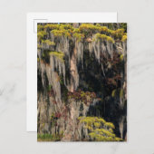 洪水氾濫の湿地の池サイプレス ポストカード (正面/裏面)