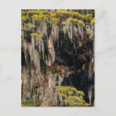 洪水氾濫の湿地の池サイプレス ポストカード (正面)