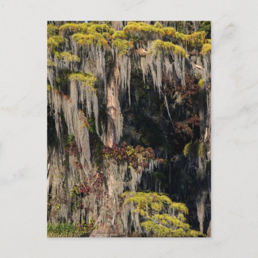 洪水氾濫の湿地の池サイプレス ポストカード (正面)