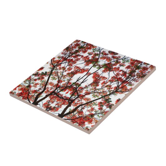 派手なポ王室のインシアナの木 タイル (側面)