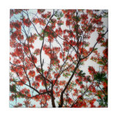 派手なポ王室のインシアナの木 タイル (正面)