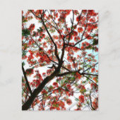 派手なポ王室のインシアナフラムツリーフォト ポストカード (正面)