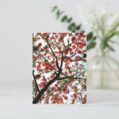 派手なポ王室のインシアナフラムツリーフォト ポストカード (スタンド正面)