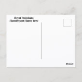 派手なポ王室のインシアナフラムツリーフォト ポストカード (裏面)