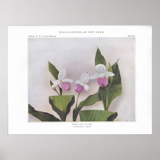 派手なレディーズスリッパ – キプリペジウムレジナエ ポスター (正面)