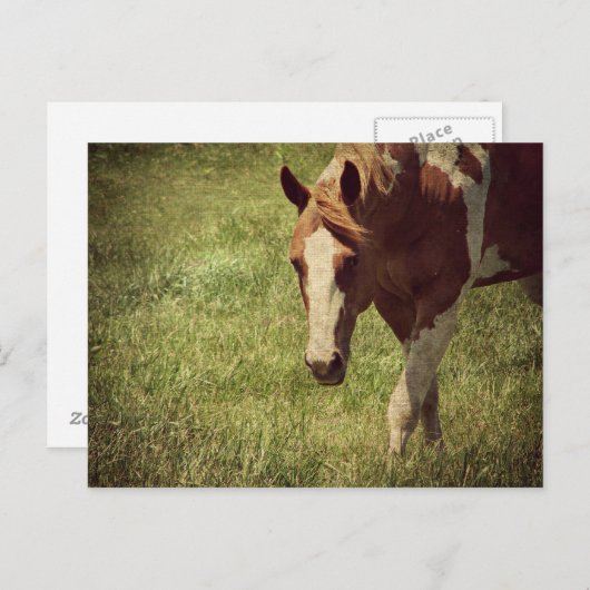 派手な ポストカード (正面/裏面)