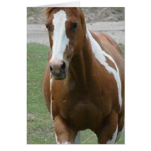 派手絵を描な馬 (正面)