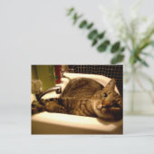 流し葉書の中の猫 ポストカード (スタンド正面)