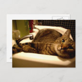 流し葉書の中の猫 ポストカード (正面/裏面)