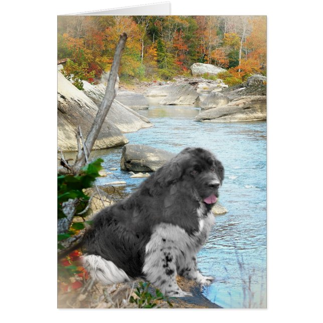 流れる流れカードによるニューファウンドランド (正面)