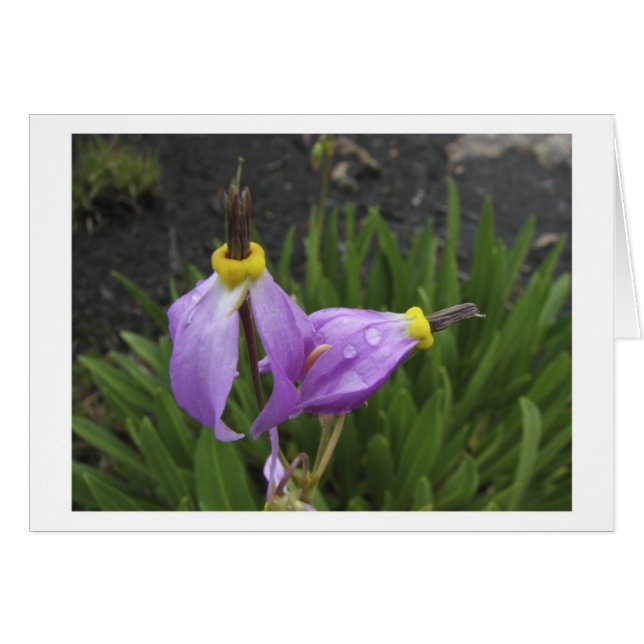 流星の花 (正面横)