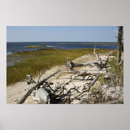 流木がビーチ ポスター (正面)