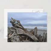 流木のビーチ ポストカード (正面/裏面)