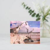 流木のビーチ、Jekyllの島、ジョージア ポストカード (スタンド正面)