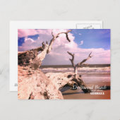 流木のビーチ、Jekyllの島、ジョージア ポストカード (正面/裏面)