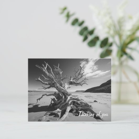 流木の木の幹B&W写真 ポストカード (スタンド正面)