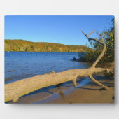 流木プラーク フォトプラーク (正面)