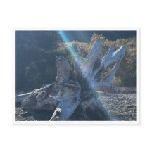 流木